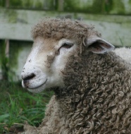 Sheepless in Seattle